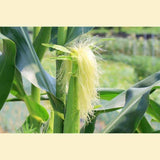 Oat Straw ORG