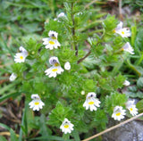 Wildcrafted Eyebright - ORGANIC
