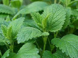 Lemon Balm Tea ORGANIC