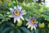Passionflower Leaf ORG