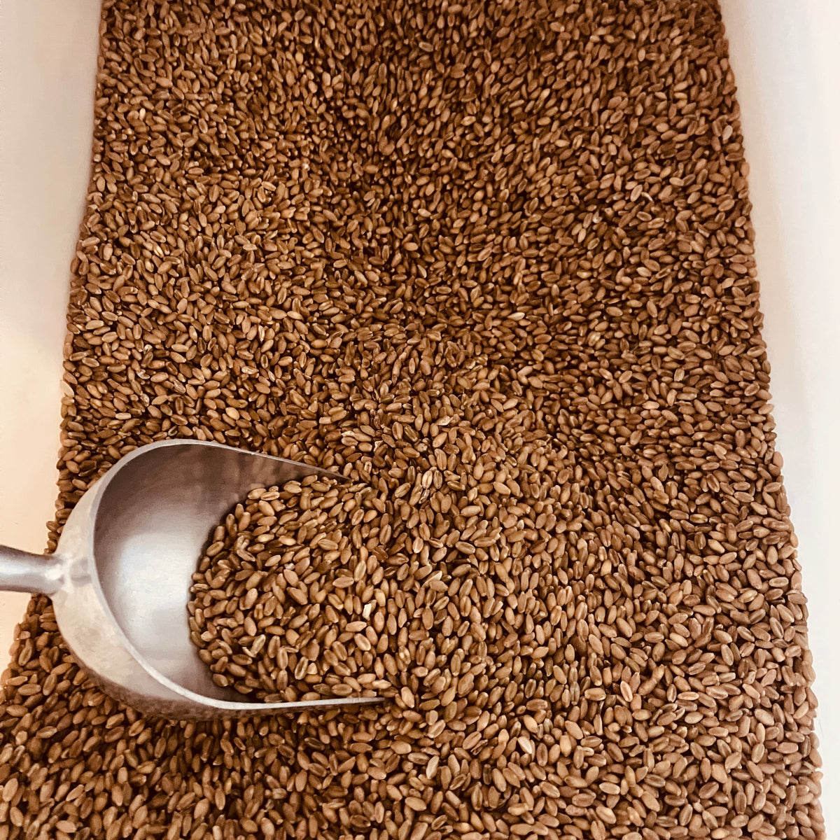 Freekeh Wholegrain - ORGANIC