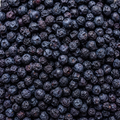 Close-up of dried blueberries filling the square frame