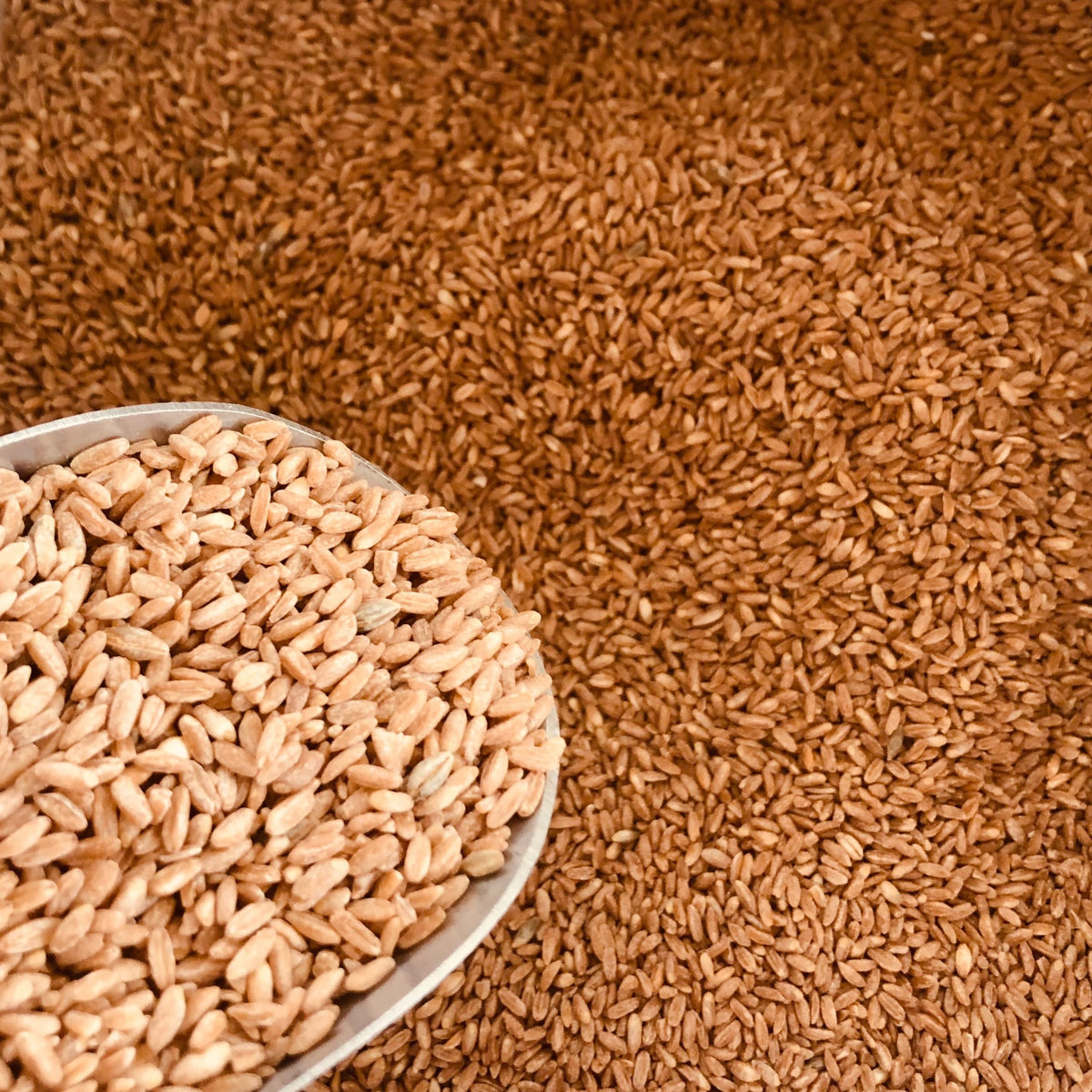 Farro (Pearled Spelt) Wholegrain ORGANIC BIODYNAMIC Eka Bulk