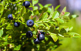 Bilberry Leaf ORG