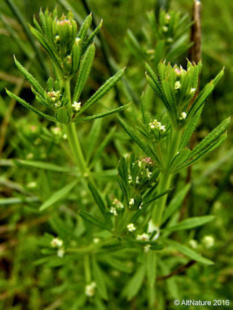 Cleavers (Clivers) Tea Leaves - ORGANIC