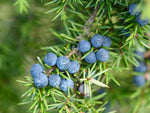 Juniper Berries (whole) ORG