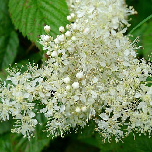 Meadowsweet ORG