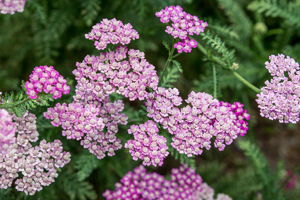 Yarrow Leaf ORGANIC